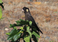 Point D'Entrecasteaux